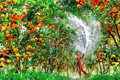 Đâu là những vườn trái cây nổi tiếng tại Miền Tây? Đâu là những vườn trái cây nổi tiếng tại Miền Tây?