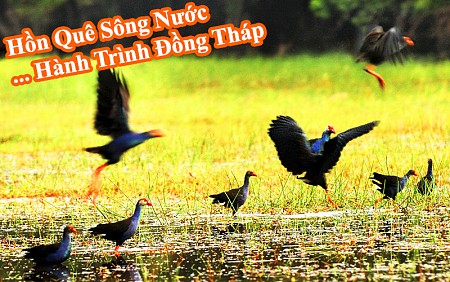chương trình Đồng Tháp – Gáo Giồng khởi hành từ TP.Hồ Chí Minh