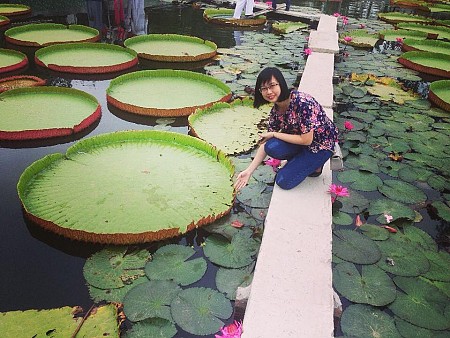 Kỳ lạ Sen vua khổng lồ ’’cõng’’ người 80kg vượt sông