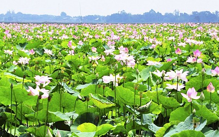 chương trình Long An khởi hành từ TP.Hồ Chí Minh