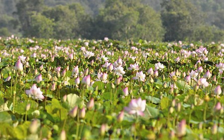chương trình Long An khởi hành từ TP.Hồ Chí Minh