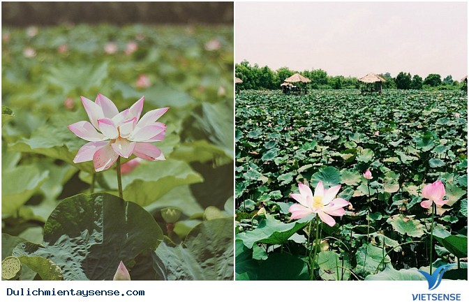 Tổng hợp địa điểm check-in cảnh đẹp Mùa Nước Nổi - Miền Tây - Ảnh 6