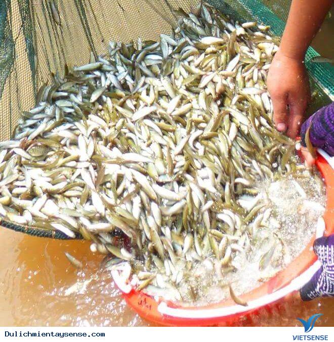 Những trải Nghiệm Tuyệt Vời Khi Tới Miền Tây Mùa Nước Nổi - Ảnh 1 Những trải Nghiệm Tuyệt Vời Khi Tới Miền Tây Mùa Nước Nổi - Ảnh 1