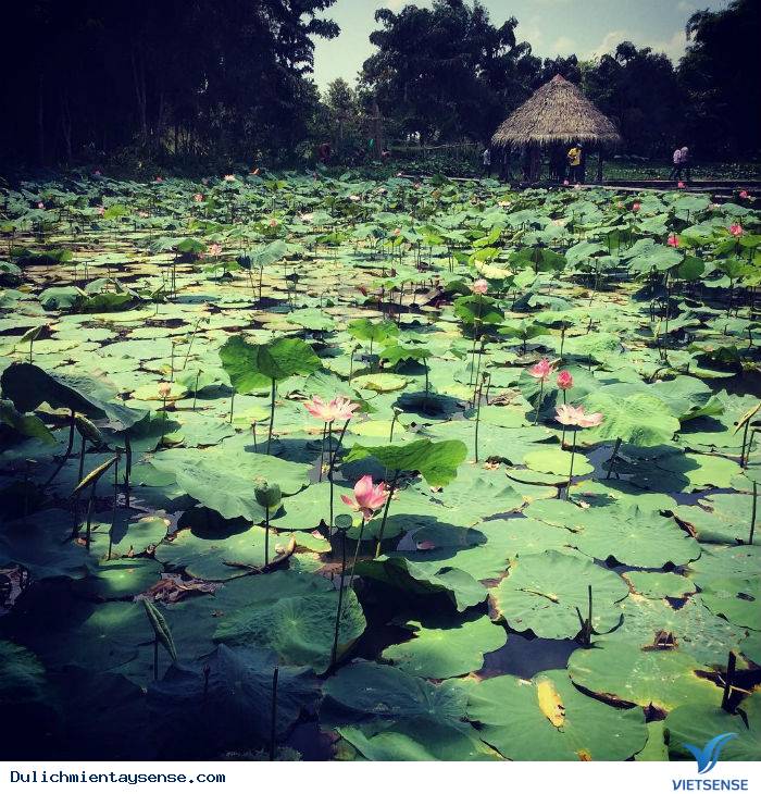 Bạn đã nghe danh ‘’Xẻo Quýt’’ – Đồng Tháp chưa? - Ảnh 4