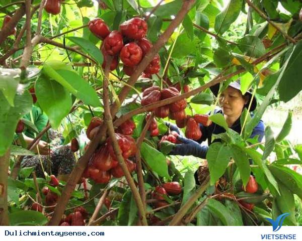 Đâu là những vườn trái cây nổi tiếng tại Miền Tây? - Ảnh 2