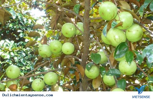 Đâu là những vườn trái cây nổi tiếng tại Miền Tây? - Ảnh 4