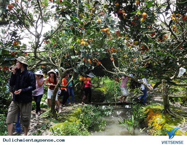 Đâu là những vườn trái cây nổi tiếng tại Miền Tây? - Ảnh 7