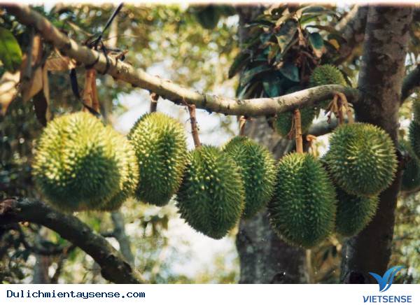 Đâu là những vườn trái cây nổi tiếng tại Miền Tây? - Ảnh 6