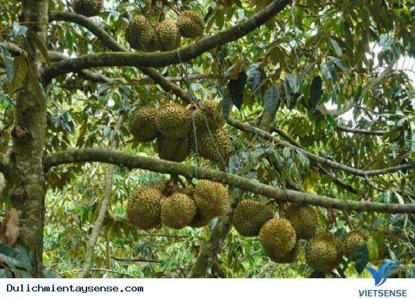 Đâu là những vườn trái cây nổi tiếng tại Miền Tây? - Ảnh 8