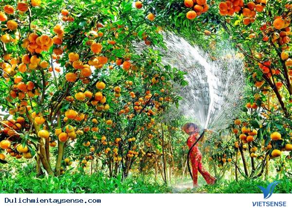 Đâu là những vườn trái cây nổi tiếng tại Miền Tây? - Ảnh 1