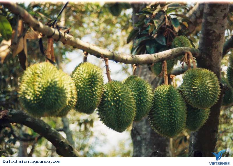 Đi Mãi Không Hết Miền Tây Mùa Nước Nổi - Ảnh 5