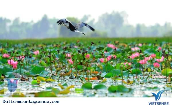 Đồng Tháp Mười