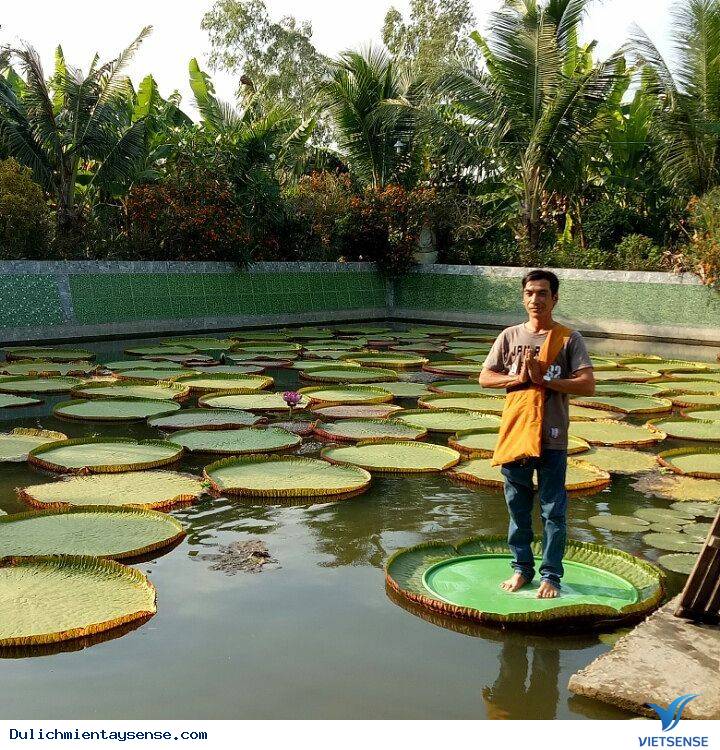 Kỳ lạ Sen vua khổng lồ ’’cõng’’ người 80kg vượt sông - Ảnh 5 Kỳ lạ Sen vua khổng lồ ’’cõng’’ người 80kg vượt sông - Ảnh 5