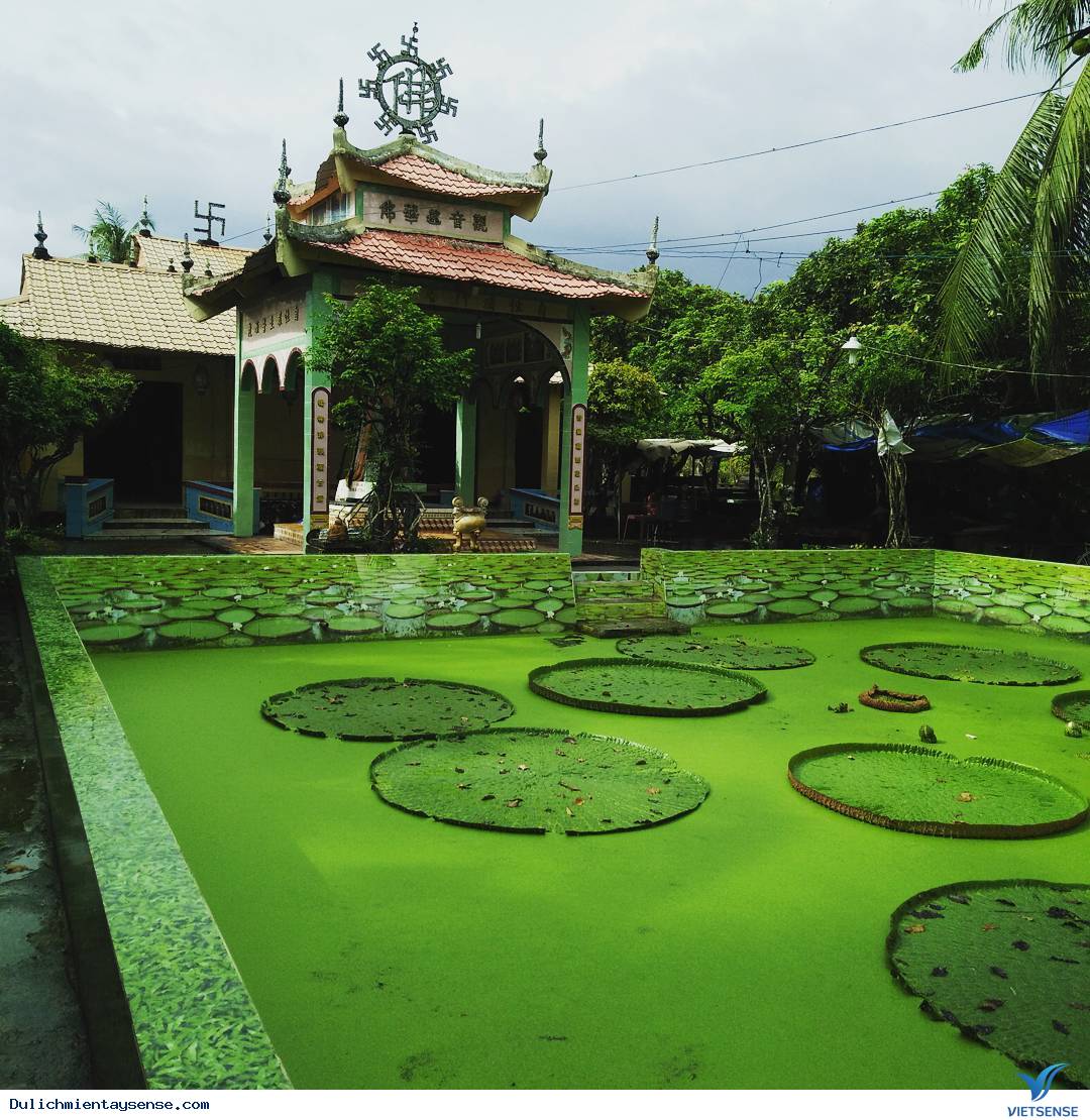 Kỳ lạ Sen vua khổng lồ ’’cõng’’ người 80kg vượt sông - Ảnh 3 Kỳ lạ Sen vua khổng lồ ’’cõng’’ người 80kg vượt sông - Ảnh 3