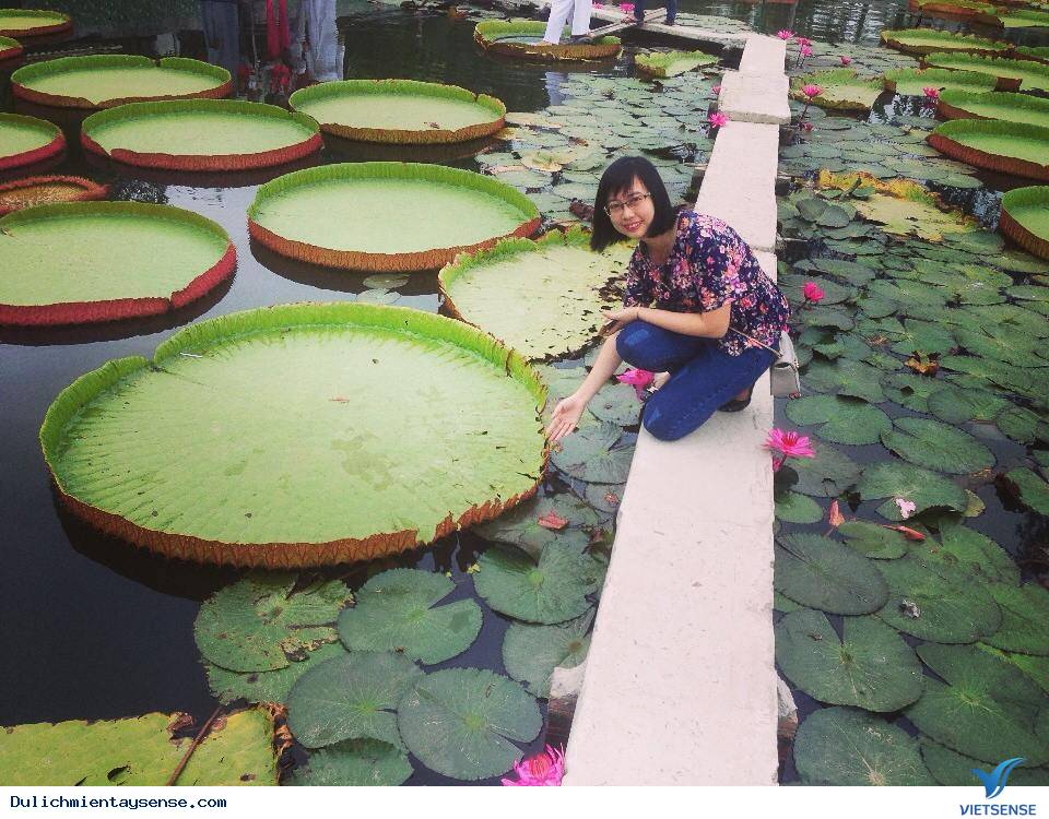 Kỳ lạ Sen vua khổng lồ ’’cõng’’ người 80kg vượt sông - Ảnh 6 Kỳ lạ Sen vua khổng lồ ’’cõng’’ người 80kg vượt sông - Ảnh 6