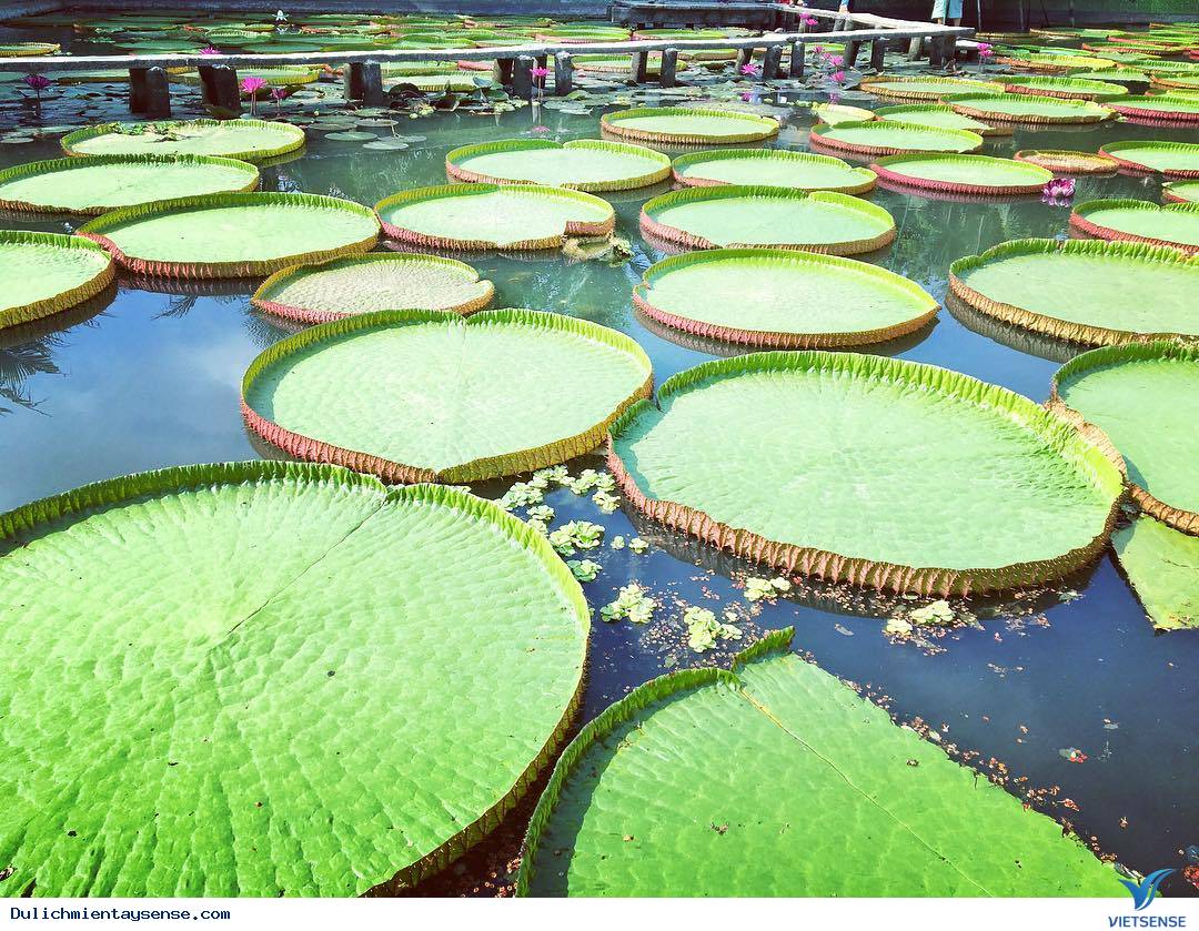 Kỳ lạ Sen vua khổng lồ ’’cõng’’ người 80kg vượt sông - Ảnh 2 Kỳ lạ Sen vua khổng lồ ’’cõng’’ người 80kg vượt sông - Ảnh 2