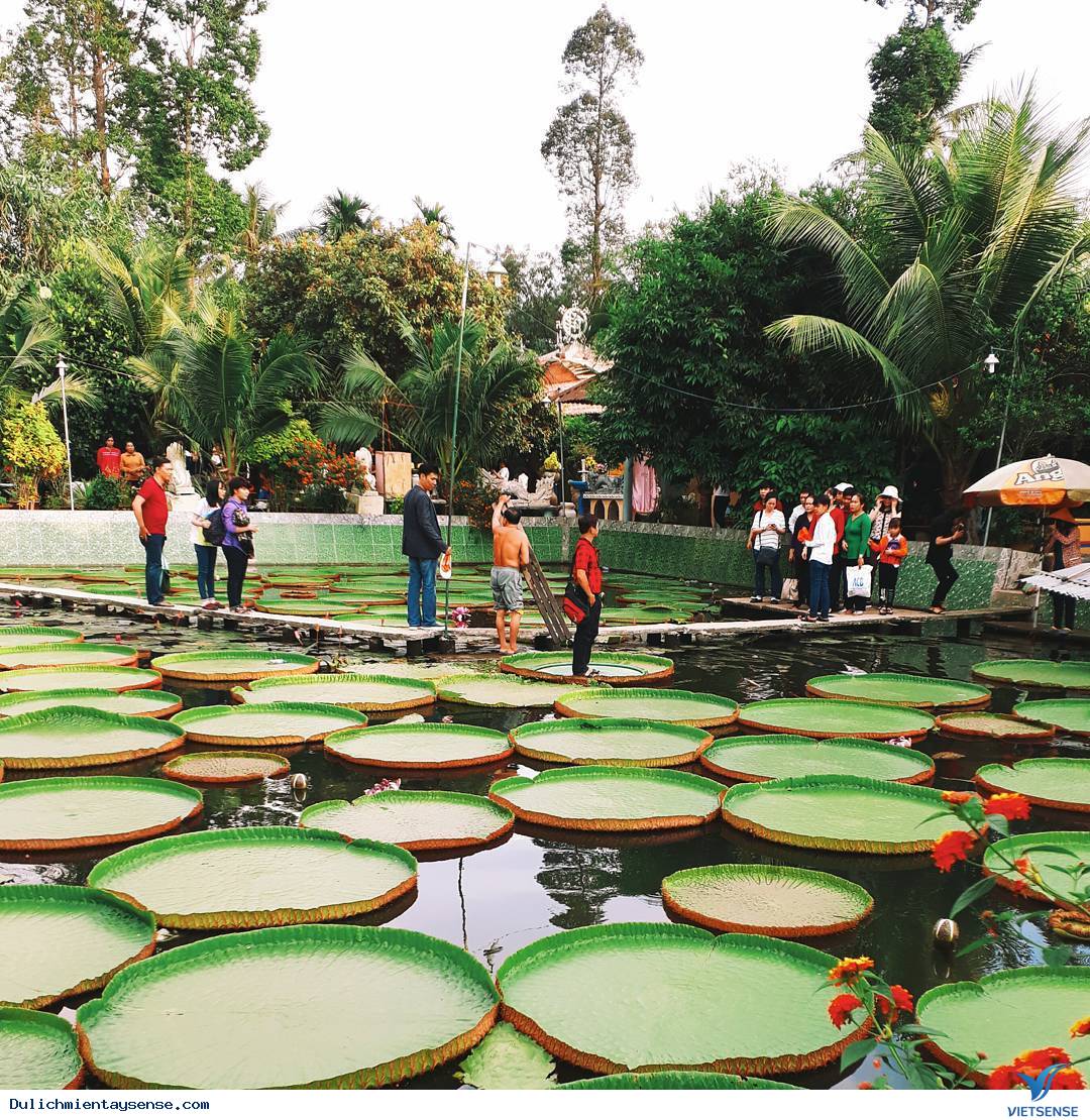 Kỳ lạ Sen vua khổng lồ ’’cõng’’ người 80kg vượt sông - Ảnh 1 Kỳ lạ Sen vua khổng lồ ’’cõng’’ người 80kg vượt sông - Ảnh 1