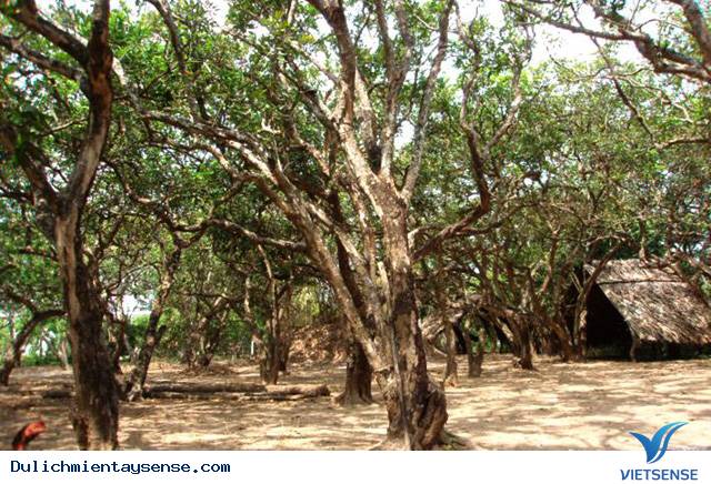 Rụng tim trước cánh đồng quạt gió đẹp ngút trời ở Bạc Liêu - Ảnh 12 Rụng tim trước cánh đồng quạt gió đẹp ngút trời ở Bạc Liêu - Ảnh 12